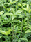 Dracaena surculosa in Baq Polystone Plain - Foto 68315