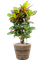 Croton (Codiaeum) variegatum 'Petra' in Drypot Rattan Stripe - Foto 68440