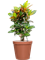 Croton (Codiaeum) variegatum 'Petra' in Feliz - Foto 68651