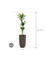 Dracaena fragrans 'Janet Lind' in Baq Luxe Lite Universe - Foto 68745