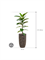 Ficus elastica 'Robusta' in Baq Luxe Lite Universe Layer - Foto 68762
