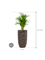 Dypsis (Areca) lutescens in Baq Luxe Lite Universe Layer - Foto 68797
