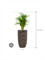 Dypsis (Areca) lutescens in Baq Luxe Lite Universe Layer - Foto 68801