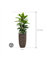 Ficus cyathistipula in Baq Luxe Lite Universe Layer - Foto 68820