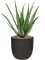 Aloe vera barbadensis in Capi Urban Smooth NL, 26290 - Foto 68862