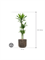 Dracaena fragrans 'Janet Lind' in Baq Luxe Lite Universe - Foto 68936