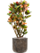 Croton variegatum 'Petra' in Baq Luxe Lite Universe - Foto 68994