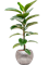 Ficus elastica 'Robusta' in Baq Opus Hammered - Foto 69026