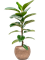 Ficus elastica 'Robusta' in Baq Opus Hammered - Foto 69029