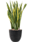 Sansevieria trifasciata 'Laurentii' in Artstone, 26435 - Foto 69051