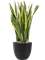 Sansevieria trifasciata 'Laurentii' in Artstone, 26437 - Foto 69058