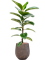 Ficus elastica 'Robusta' in Baq Opus Hit - Foto 69070