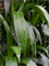 Dracaena fragrans 'Janet Lind' in Baq Polystone Plain - Foto 69207