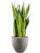 Sansevieria zeylanica in Grigio - Foto 69364