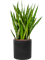 Sansevieria kirkii in Rough - Foto 69372