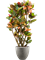 Croton (Codiaeum) variegatum 'Petra' in Grigio - Foto 69446