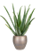 Aloe vera barbadensis in Amora - Foto 69470