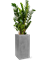 Zamioculcas zamiifolia in Fiberstone - Foto 69638