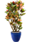 Croton (Codiaeum) variegatum 'Petra' in Plain - Foto 69698