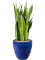 Sansevieria zeylanica in Plain - Foto 69711