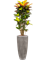 Croton variegatum 'Mrs. Iceton' in Baq Polystone Plain - Foto 69715