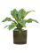 Anthurium elipticum 'Jungle Bush' in Cylinder - Foto 69744