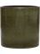 Calathea sanderiana in Cylinder - Foto 69752