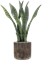 Sansevieria in Baq Luxe Lite Universe Waterfall - Foto 69782