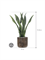 Sansevieria in Baq Luxe Lite Universe Waterfall - Foto 69783