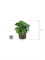 Philodendron in Baq Luxe Lite Universe Waterfall - Foto 69807