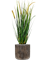Grass Foxtail in Baq Luxe Lite Universe Waterfall - Foto 69809