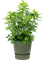 Schefflera arboricola 'Compacta' in Greenville - Foto 69981
