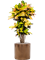 Croton (Codiaeum) variegatum 'Mrs. Iceton' in Cylinder - Foto 70044