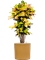 Croton (Codiaeum) variegatum 'Mrs. Iceton' in Cylinder - Foto 70047