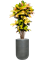 Croton variegatum 'Mrs. Iceton' in Ridged Horizontally - Foto 70050