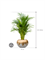 Dypsis (Areca) lutescens in Baq Luxe Lite Glossy - Foto 70186