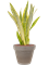 Sansevieria trifasciata 'Lauren' in Terra Cotta - Foto 70243