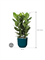 Ficus benghalensis 'Audrey' in Vibes Fold - Foto 70301