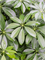 Schefflera arb. 'Compacta' in Baq Metallic Silver leaf - Foto 70515