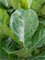Ficus lyrata in Baq Metallic Silver leaf - Foto 70533
