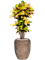 Croton variegatum 'Mrs. Iceton' in Baq Polystone Coated Plai - Foto 70597