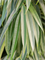 Ficus binnendijkii 'Alii' in Baq Polystone Coated Plain - Foto 70607