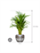 Dypsis (Areca) lutescens in Baq Opus Raw - Foto 70657
