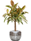 Ficus elastica 'Melany' in Baq Opus Raw - Foto 70671