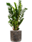 Zamioculcas zamiifolia in Baq Luxe Lite Universe Wrinkle - Foto 70894