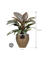 Philodendron `Imperial Red' in Amora - Foto 70945
