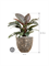 Philodendron `Imperial Red' in Baq Lava - Foto 70967