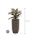 Philodendron `Imperial Red' in Baq Luxe Lite Universe Layer - Foto 70986