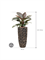 Philodendron `Imperial Red' in Baq Luxe Lite Universe Moon - Foto 70998
