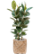 Ficus elastica 'Robusta' in Bohemian - Foto 71032